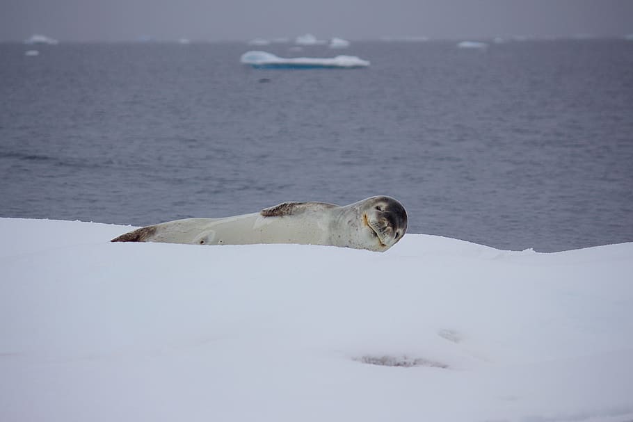 Gray Sea Lion, animal, cold, daylight, flippers, frost, frosty HD wallpaper