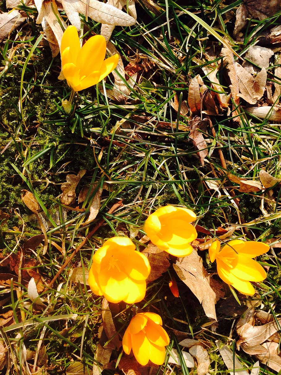crocus, flower, yellow, spring, bloom, flowering plant, beauty in nature HD wallpaper