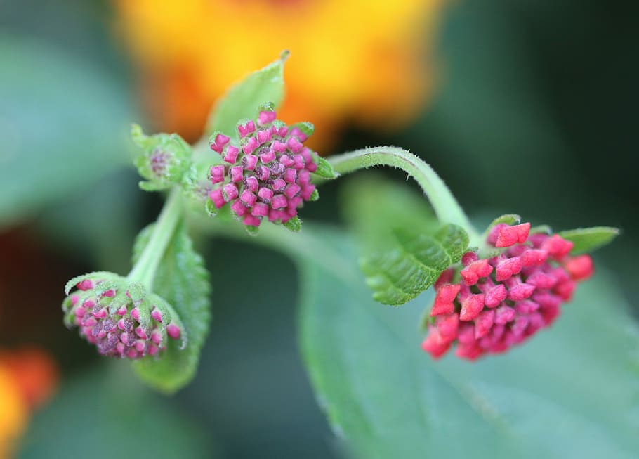 Green, Plant, Background, Macro, Pink, flower, pink color, selective focus HD wallpaper