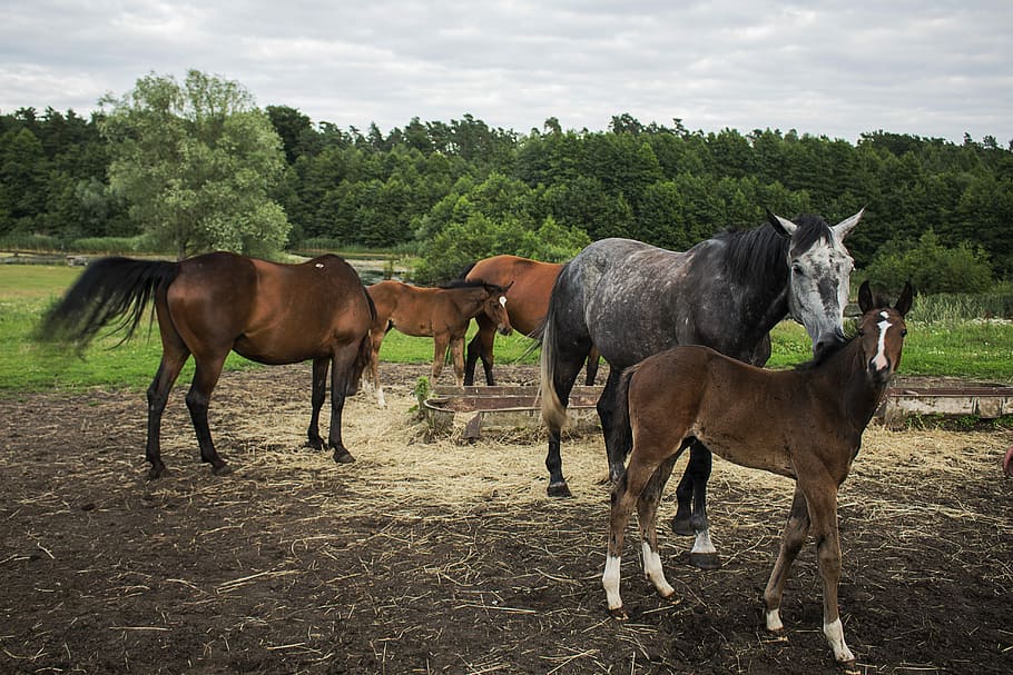 Horses, Herd, Summer, animal themes, day, livestock, foal, domestic animals HD wallpaper