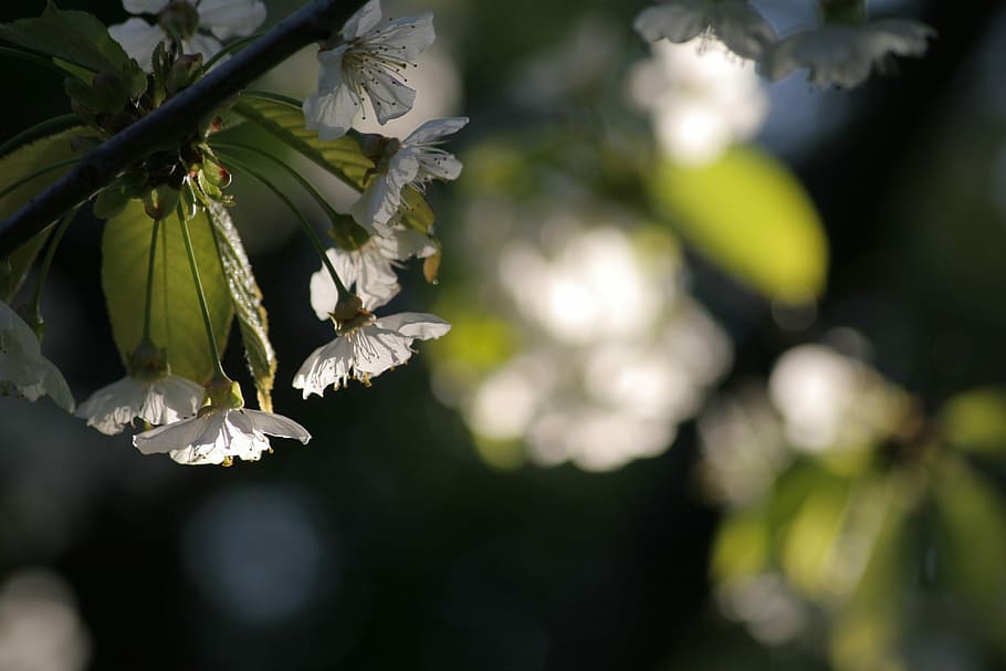 Cherry-Blossom, Light, Spring, green color, nature, focus on foreground HD wallpaper