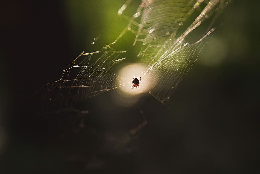 close up photography of spider on web, macro photography of spider and web, HD wallpaper