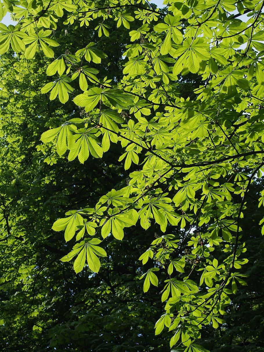 foliage, tree, green, chestnut, branch, plant part, nature HD wallpaper