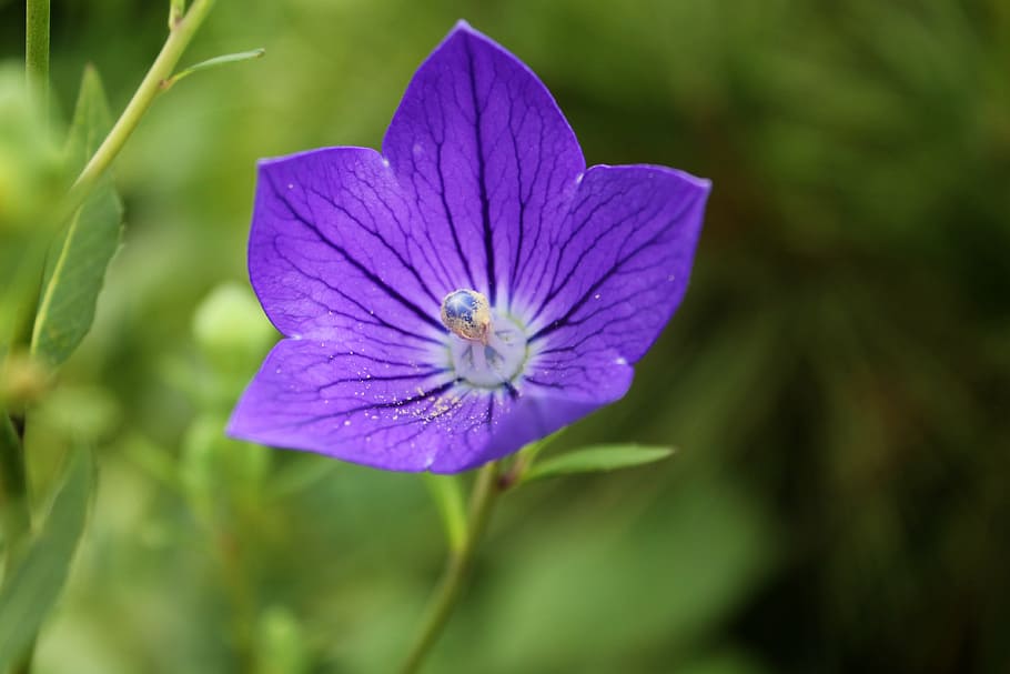 behold, flowers, affix, plants, nature, makro, the flowers drink HD wallpaper