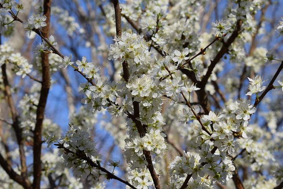 HD wallpaper: cherry blossoms, cherry tree, bloom, flower, nature ...