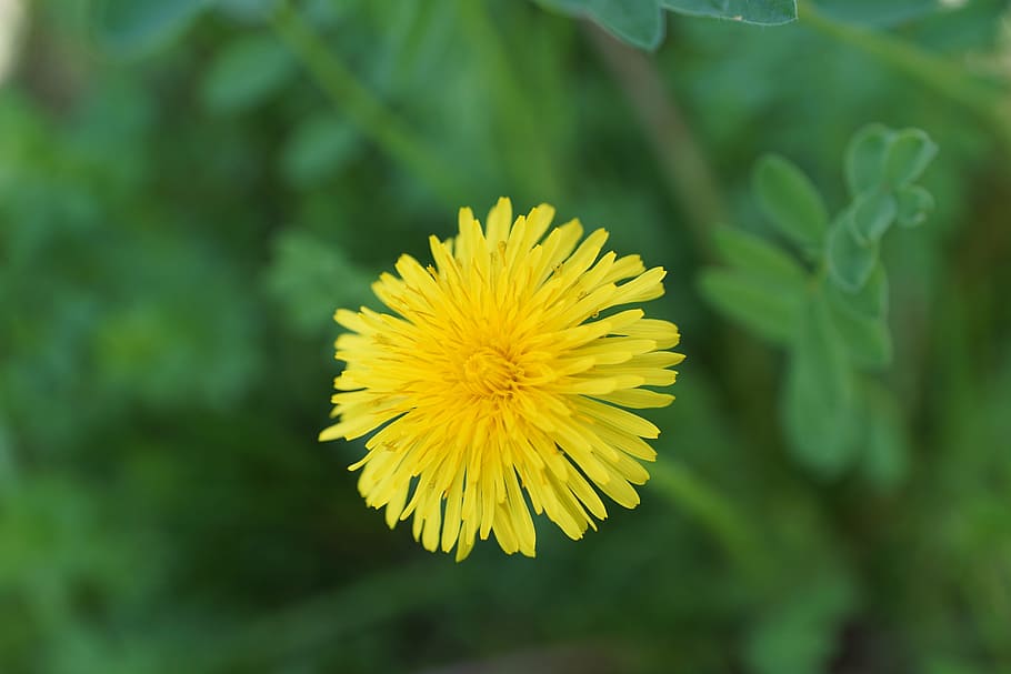 Dandelion, Flower, Yellow, Spring, Plant, blossom, bloom, nature HD wallpaper