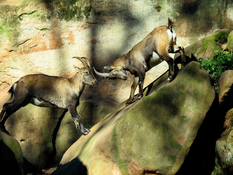animal, capricorn, mountains, horns, fight, alpine, alpine ibex HD wallpaper