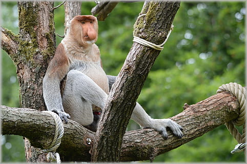 Proboscis Monkey, Rare, Wild, exotic, forest, jungle, species HD wallpaper