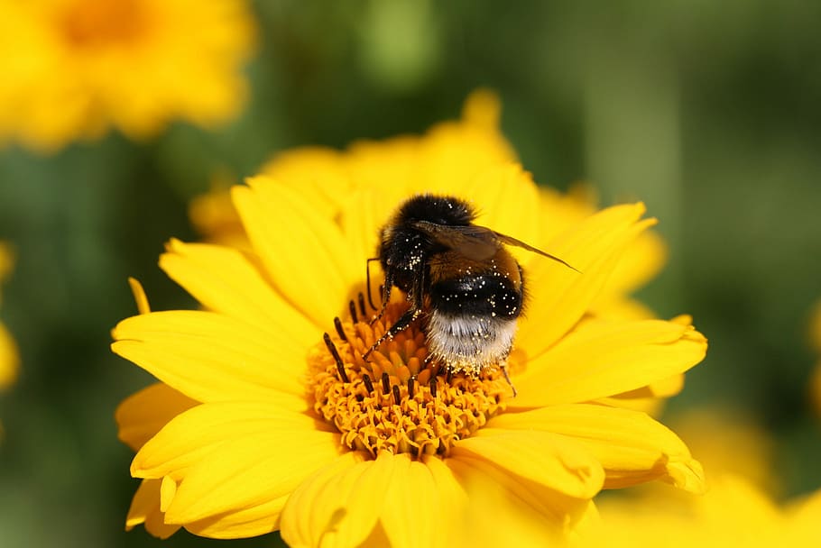 Hummel, Pollen, Insect, Blossom, Bloom, close, nature, pollination HD wallpaper