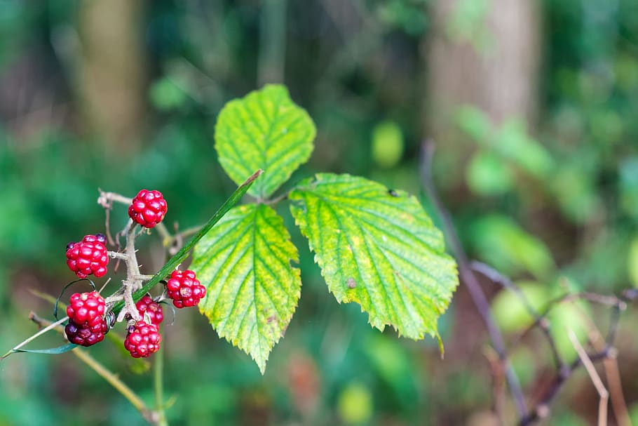 forest, autumn, berries, red, nature, autumn forest, autumn colours HD wallpaper