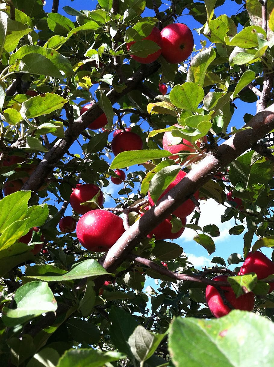 Apple Tree, Apple, Tree, Fruit, Season, growth, branch, leaf HD wallpaper