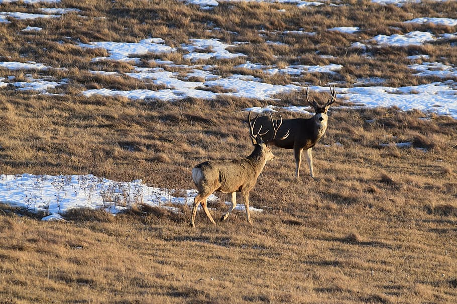 coffee, deer, grass, snow, animal themes, mammal, field, domestic animals HD wallpaper