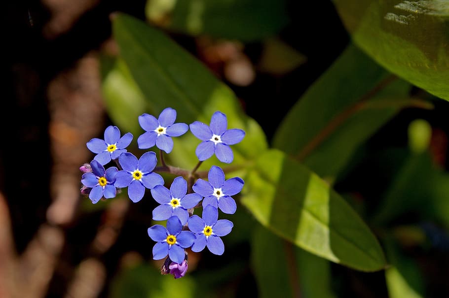 closeup photo of purple petaled flowers, violet, spring, blossom HD wallpaper
