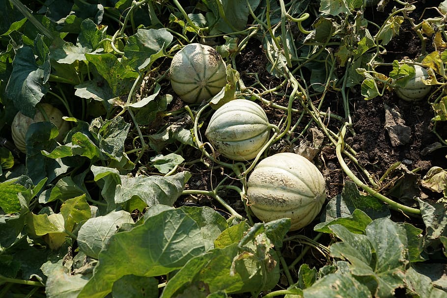 cantaloupe, earth, green, day, nature, no people, high angle view HD wallpaper