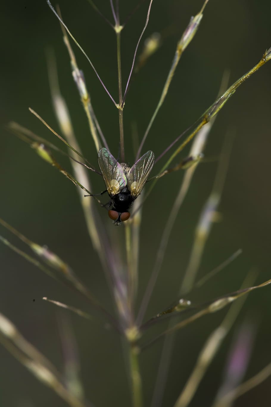 the flies, neck, con, animals in the wild, animal wildlife HD wallpaper