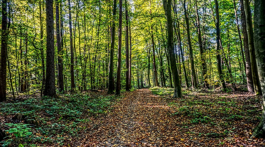 forest, forest path, leaves, tree, green, landscape, nature HD wallpaper