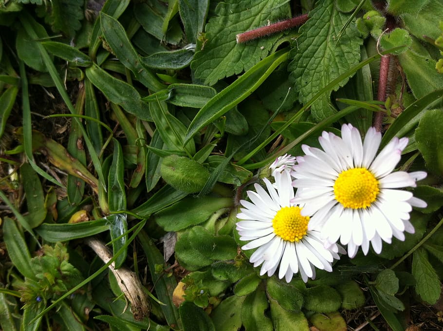 flower, daisy, nature, flowering plant, freshness, fragility HD wallpaper