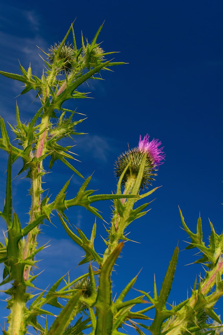 plant, thistle, sky, growth, flower, nature, beauty in nature HD wallpaper