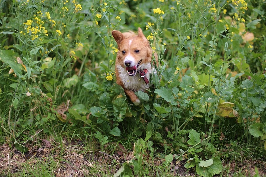 dog, pumba, animals, pets, cute, grass, canine, outdoors, puppy HD wallpaper