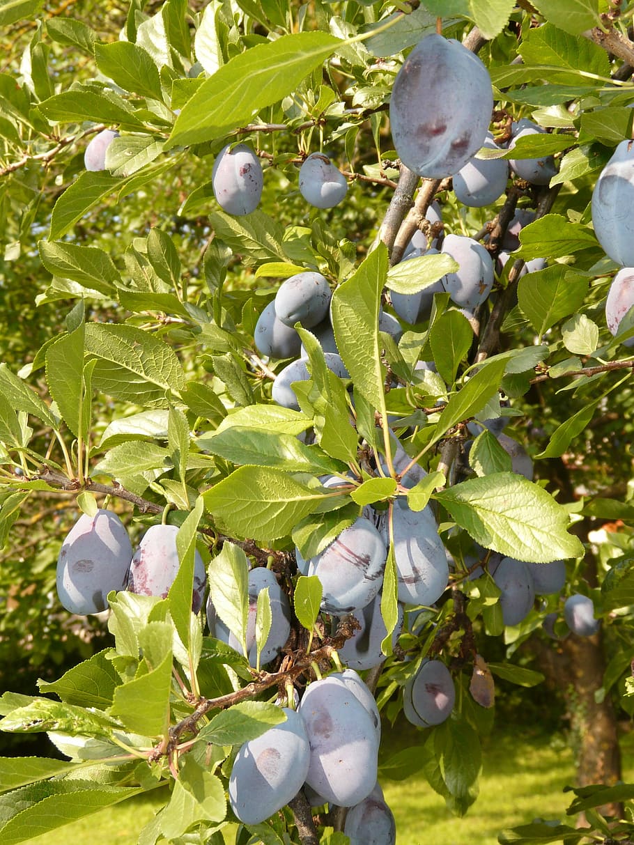plum, fruit, blue, nature, plant, food, eat, leaf, growth, green color HD wallpaper