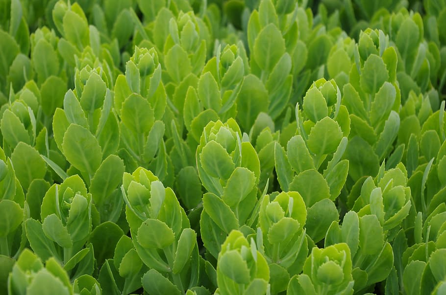Plant, Grass, Green, Natural, Fresh, green color, vegetable HD wallpaper