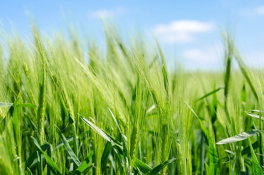 field, wheat, cereal, prairie, plant, agriculture, green color HD wallpaper