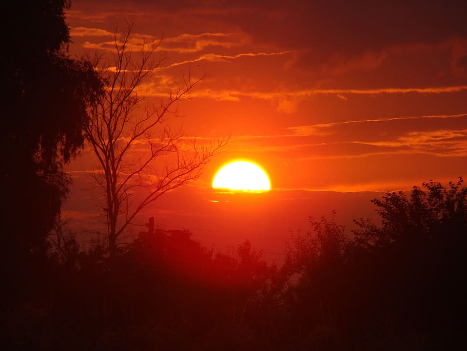 red, dark, sunset, evening, trees, branch, silhouette, sky HD wallpaper