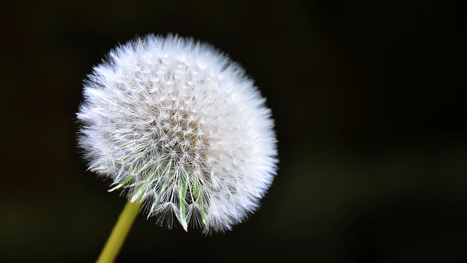 dandelion with black background, spring, sunshine, nature, plant HD wallpaper