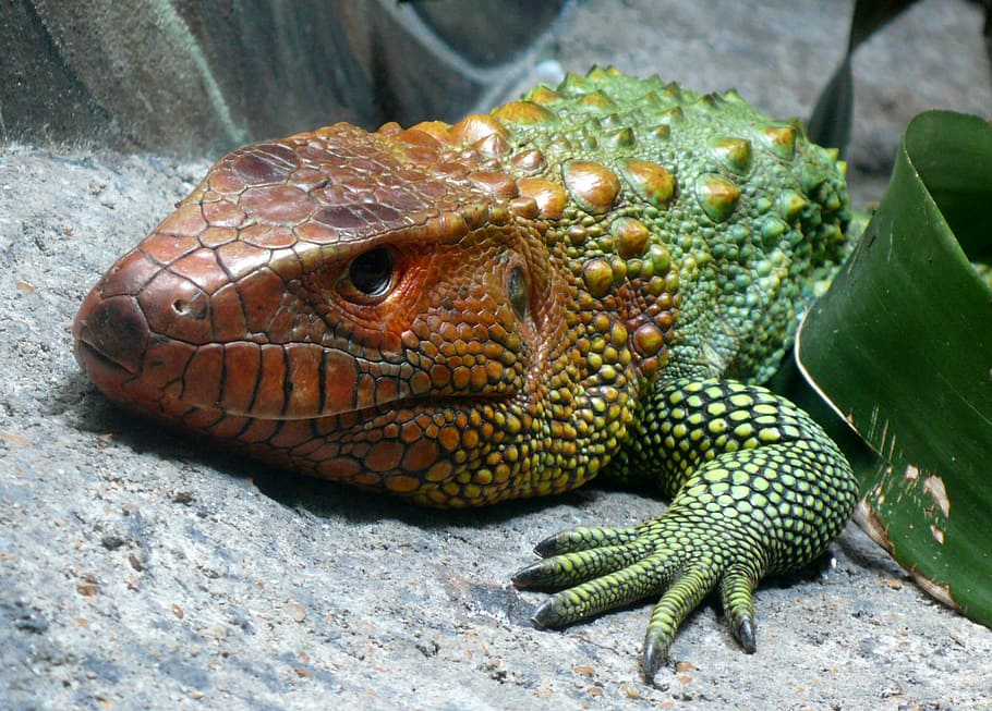 caiman lizard, reptile, exotic, head, lying, macro, portrait HD wallpaper