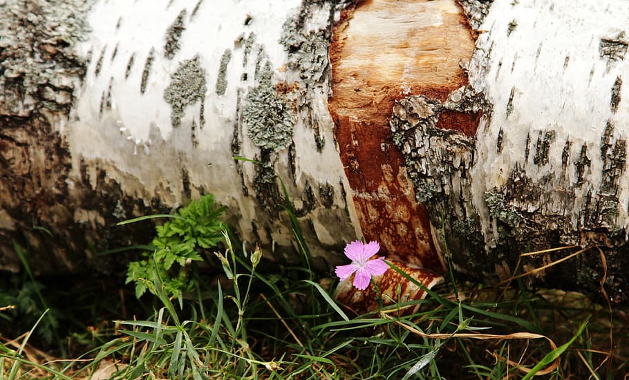 birch, flower, grass, plant, flowering plant, nature, close-up HD wallpaper