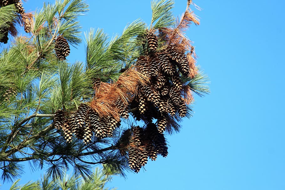 conifer, pine, blue sky, tap, pine cones, tree, nature, pine needles HD wallpaper