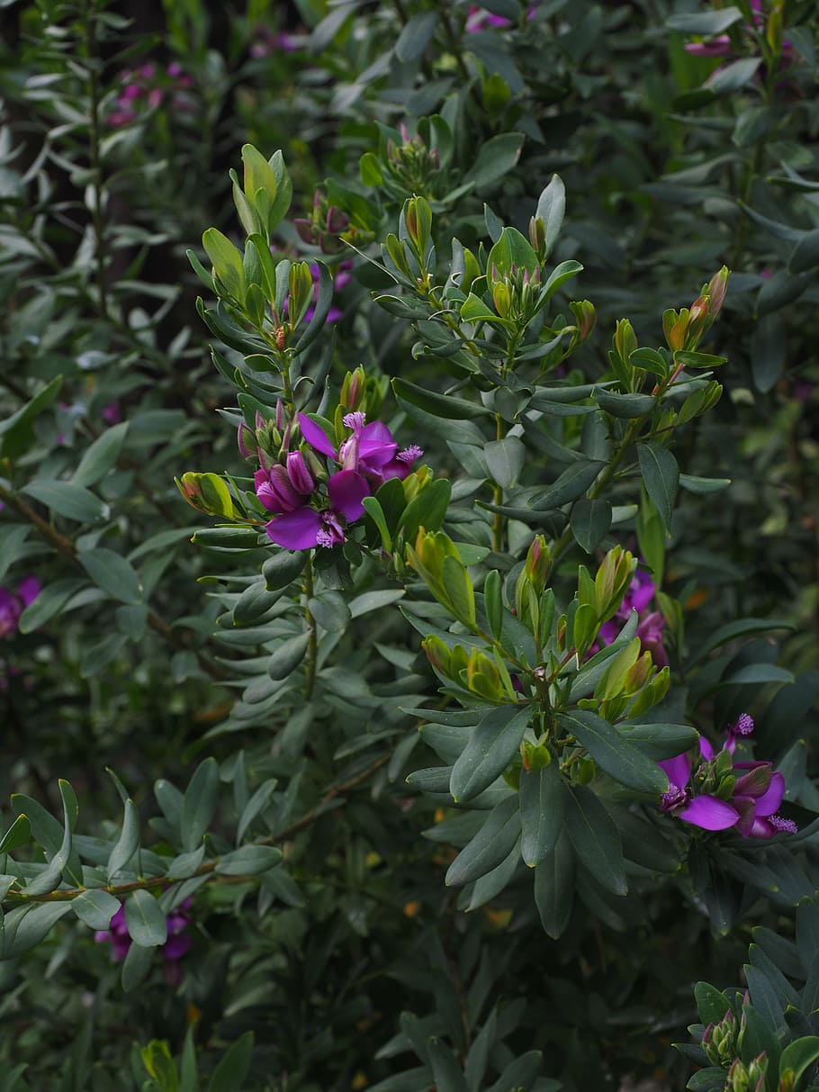 flowers, violet, purple, periwinkle, polygala myrtifolia, keuzblume HD wallpaper