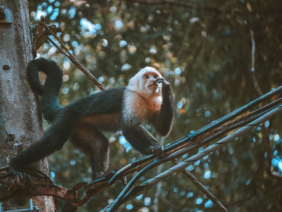 monkey walking on cables, black monkey, pole, waling, animal HD wallpaper