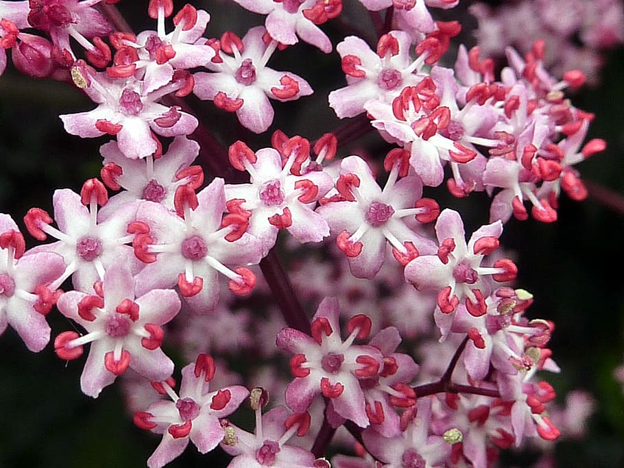 Flower, Elderberry, White, pink, pink color, fragility, petal HD wallpaper