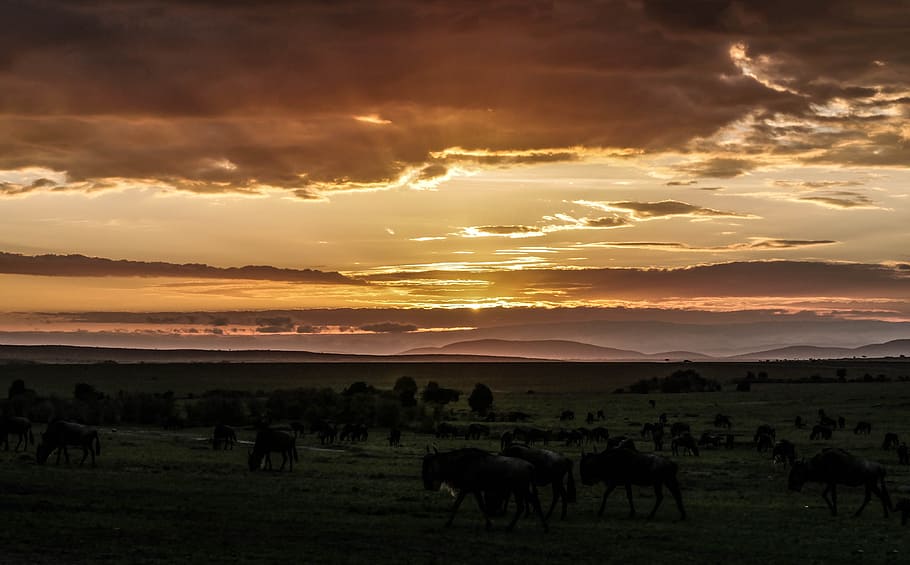 landscape photography of animals on green grass field, sunrise HD wallpaper