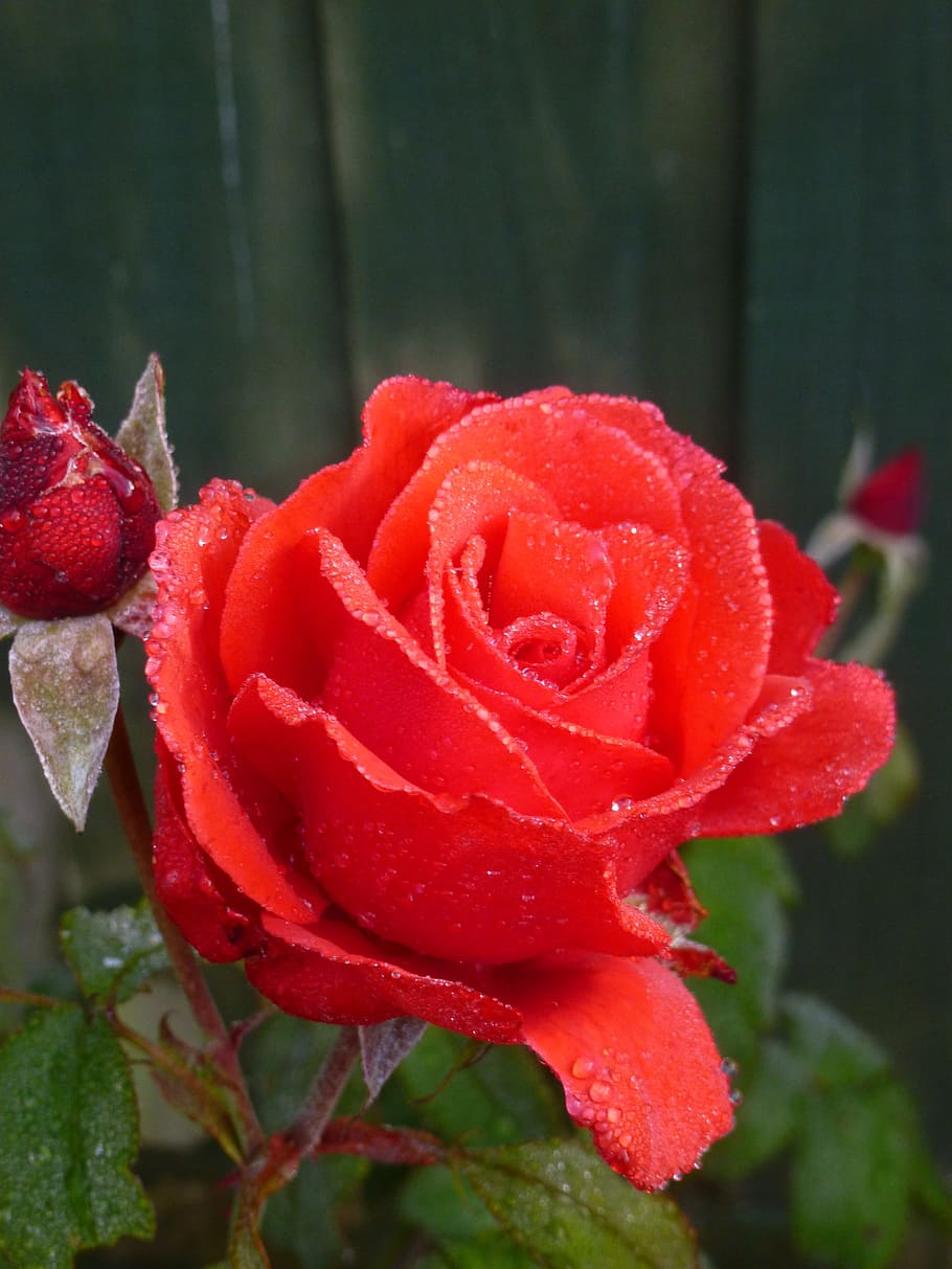 rose, flowers, red, red rose, nature, plant, beauty in nature HD wallpaper