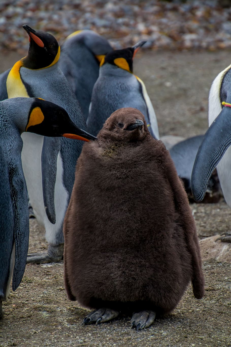 Emperor Penguin, Pingu, young penguin, baby, parents, concerns, HD wallpaper