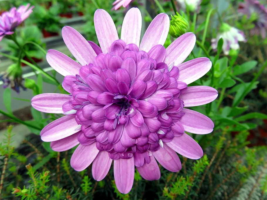close-up photo of purple petaled flower, nature, summer, violet HD wallpaper