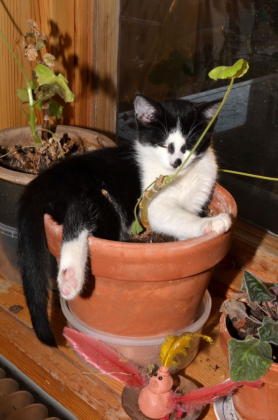 Cat, Flower Pot, Animals, pets, animal themes, domestic animals HD wallpaper