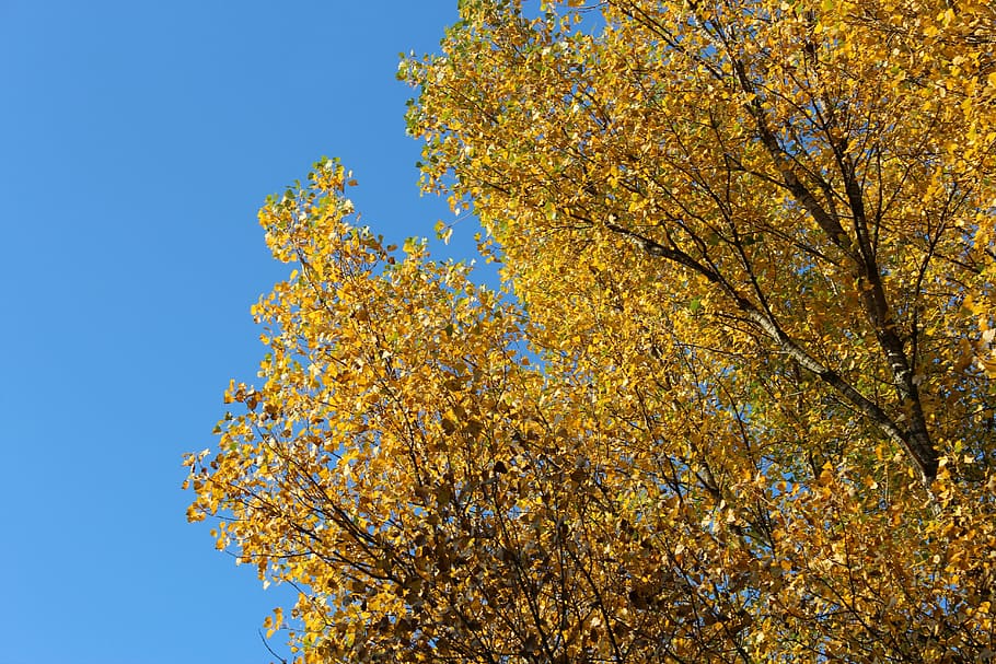 tree top, autumn, sky, yellow, nature, leaf, season, branch HD wallpaper