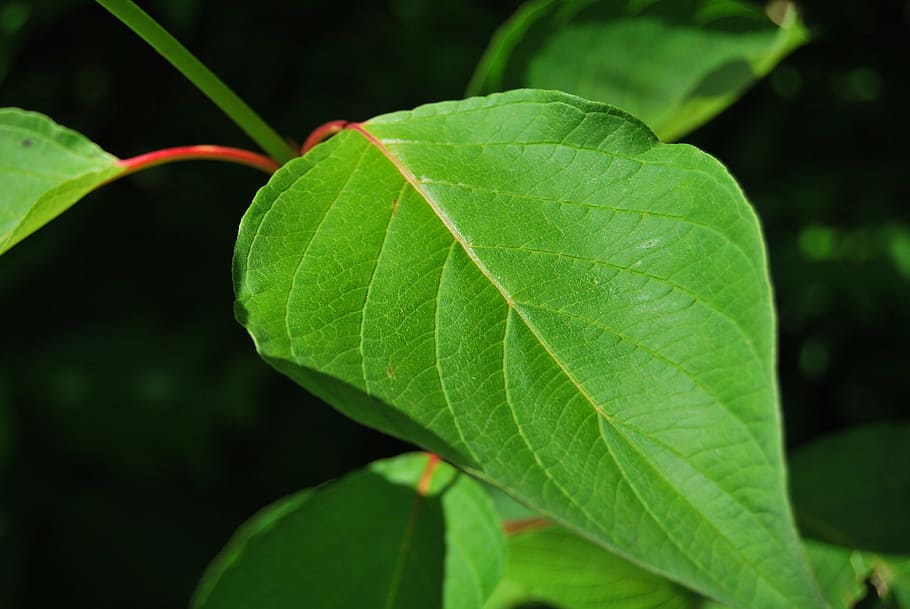 green, leaf, nature, closeup, plant part, green color, close-up HD wallpaper