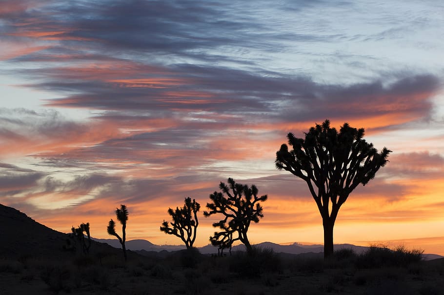 silhouette of tall trees during golden hour, sunset, landscape HD wallpaper