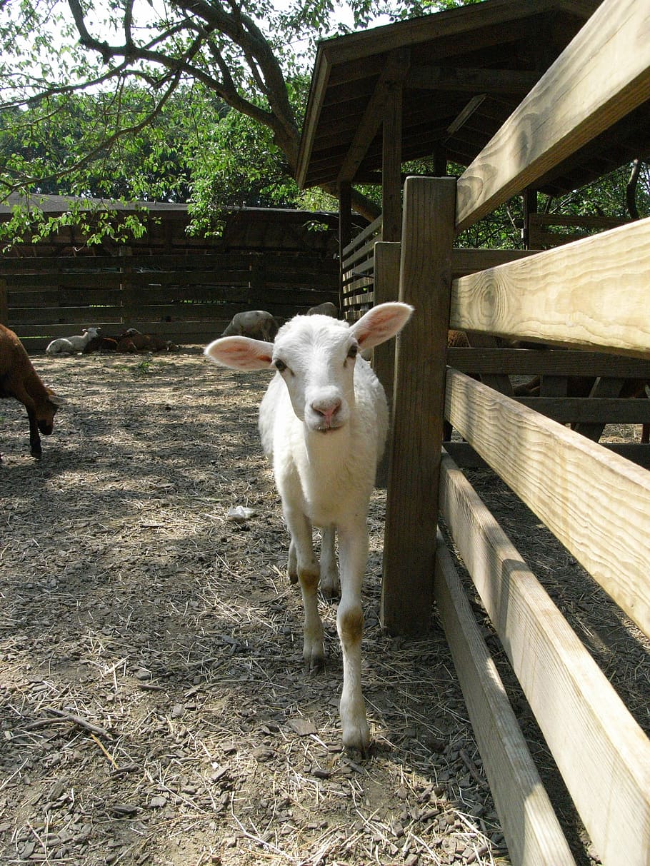 sheep, ranch, pet, biological, fermat, livestock, mammal, animal themes HD wallpaper