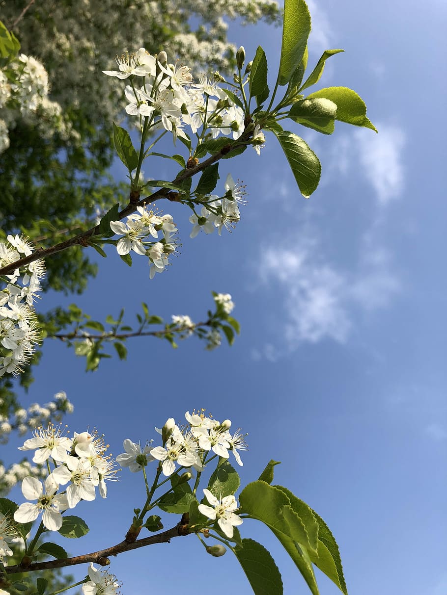 tree, flower, plant, branch, nature, sunny, summer, petal, season HD wallpaper