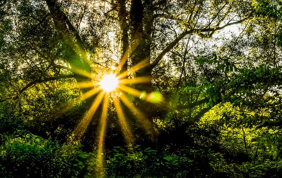green trees, forest, hope, radiant, zen, sunflare, sunburst HD wallpaper