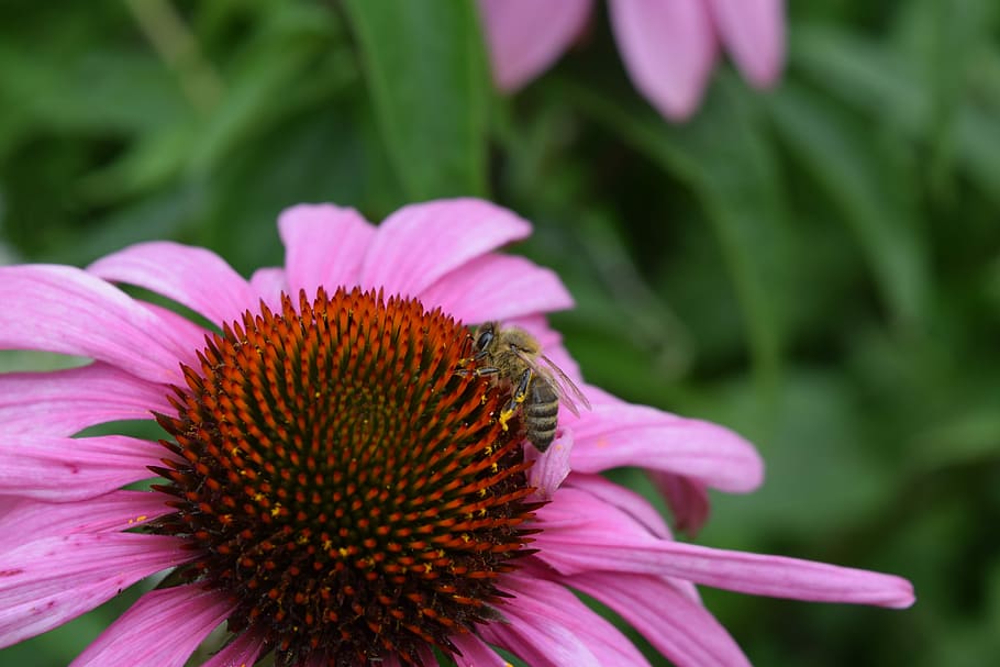 Fleure, Insect, Garden, Nature, Botany, flower, petal, fragility HD wallpaper