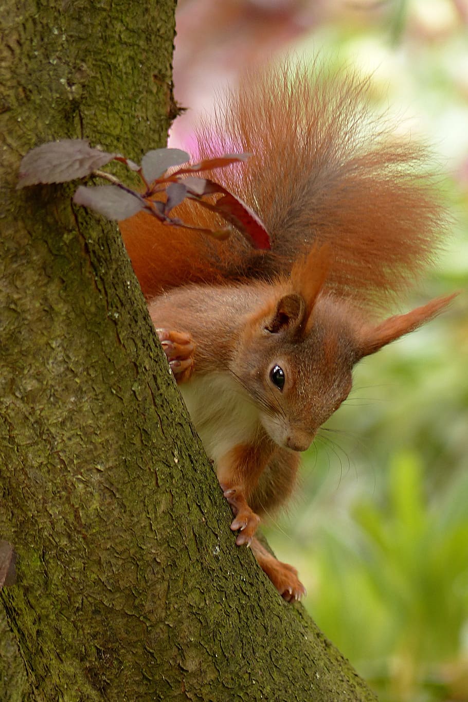 brown and white squirrel on tree branch, animal, sciurus, mammal HD wallpaper