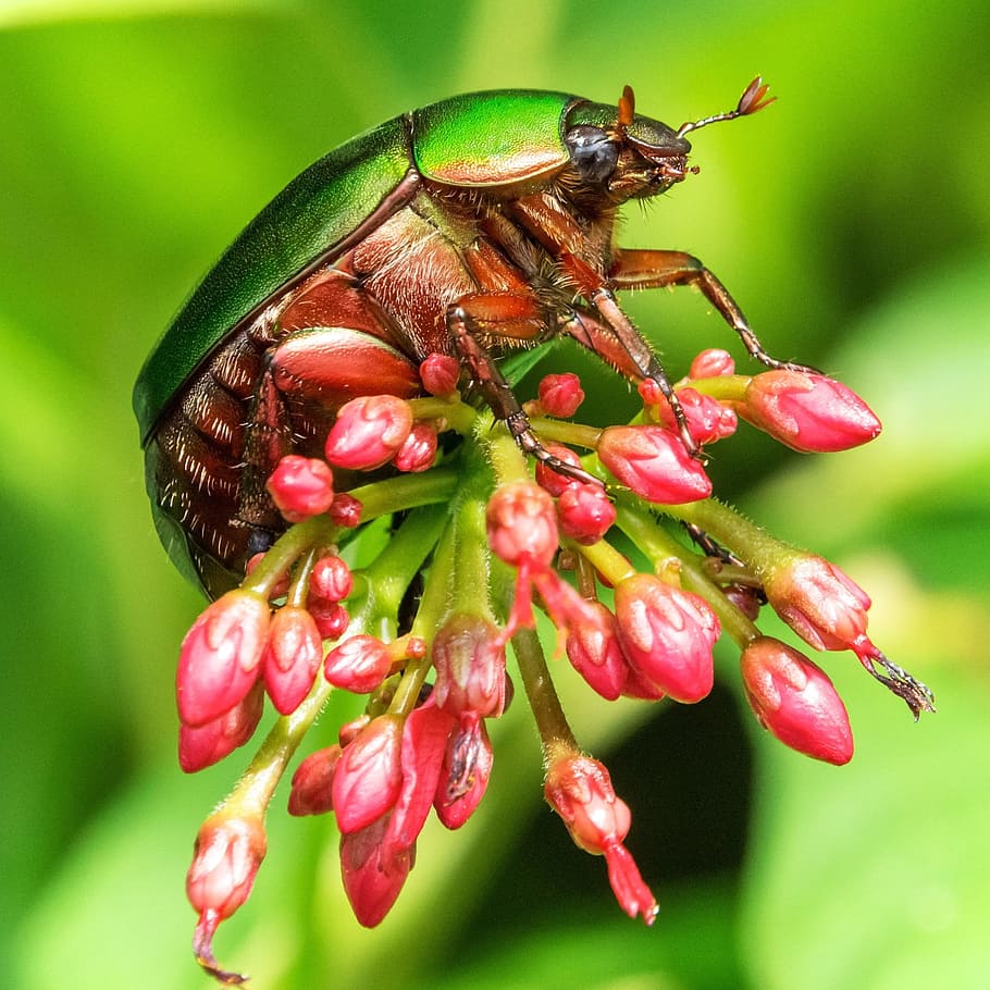 bugs, insect, flower, nature, beetle, wildlife, animal wildlife HD wallpaper
