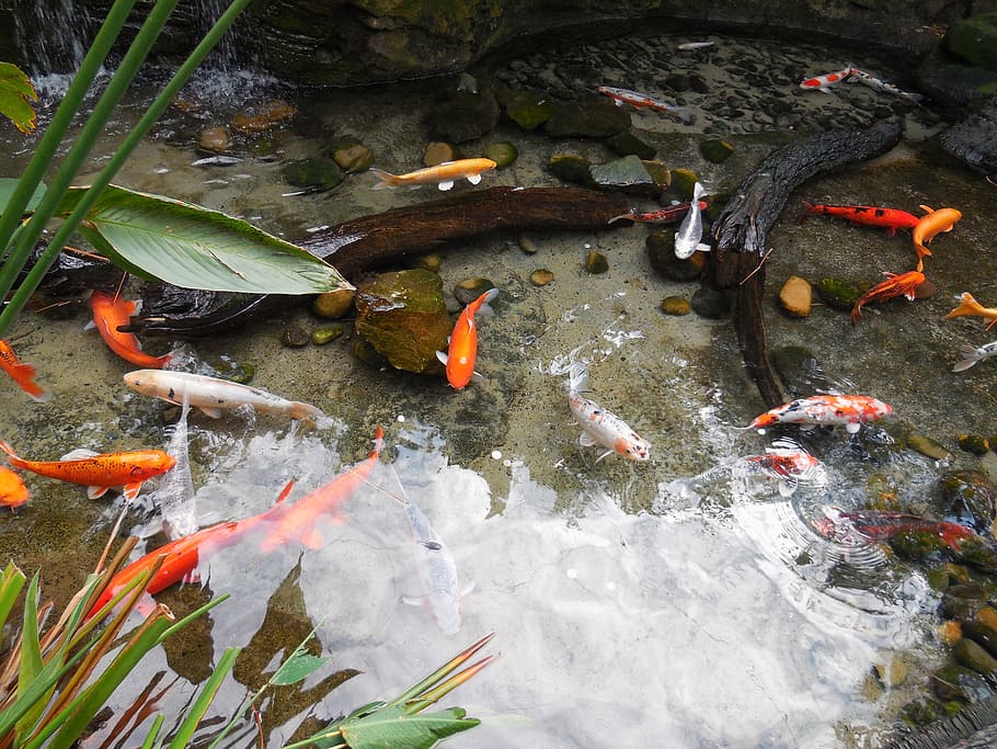 Colorful, Fish Pond, Fishes, colorful fishes, nature, aquarium, HD wallpaper