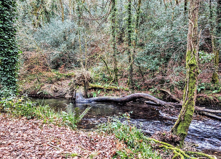 Tree, River, Nature, Cornwall, Woods, woodland, autumn, fall HD wallpaper